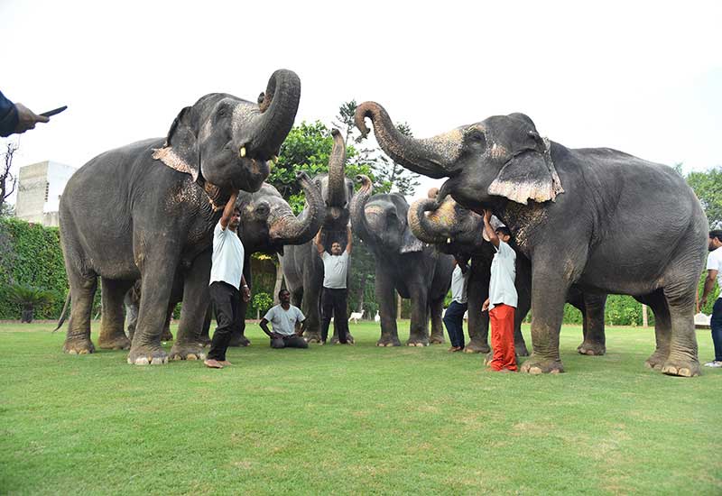 Elephant Sanctuaries In India