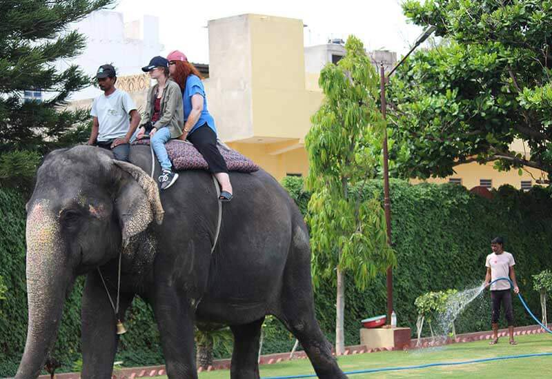 kids elephant ride in jaipur | Amber fort Jaipur elephant ride | Ele Jungle